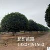 超哥苗圃 供應優(yōu)質(zhì)八月桂花樹胸徑15cm 規(guī)格齊全 全國各地供應