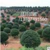 湖南苗圃批發(fā)優(yōu)質(zhì)桂花特價八月桂胸徑5 6 7 8 910cm常綠灌木喬木