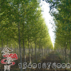 楸樹樹 價格 綠化工程 楸樹樹苗銷售 行道風(fēng)景樹 楸樹基地發(fā)貨