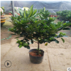 牡丹梔子花苗 大葉梔子花苗帶花苞四季開花帶土發貨綠植盆栽花卉