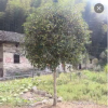 四季桂花樹苗 盆栽植物 陽臺(tái)花卉 帶花 濃香型 庭院金桂1-20公分