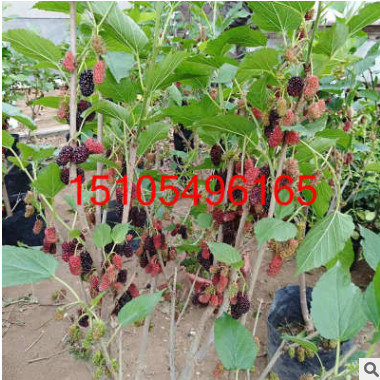 桑葚樹苗盆景盆栽地栽陽臺 桑樹苗批發(fā)新品種果樹苗桑葚樹苗