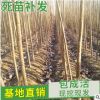產(chǎn)地直銷楊樹苗 優(yōu)質(zhì)速生楊樹苗 綠化苗楊樹 量大從優(yōu) 規(guī)格齊全