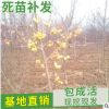 山東自產(chǎn)自銷 長(zhǎng)壽果樹苗品種 冬紅果樹苗批發(fā)