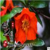 批發優質嫁接石榴綠化果樹苗 庭院園林種植超大籽石榴苗味甜多汁