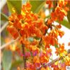 出售.桂花 桂花樹(shù) 庭院別墅 四季桂花 金桂 丹桂 沉香桂 四季桂