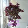 室內(nèi)盆栽花卉/觀葉垂吊植物 吊竹梅 吊竹蘭 凈化空氣 可水培