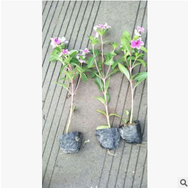 長春花 盆栽 色塊 天天開 日日紅 太陽花 各種時令花卉 量大優(yōu)惠