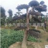湖南基地直銷 造型紅桎木古樁 規格齊全
