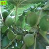 盆栽無花果樹苗供應(yīng) 當(dāng)年結(jié)果庭院陽臺(tái)種植1公分布蘭瑞克無花果苗