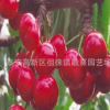 矮化櫻桃樹苗2公分 4 6 5 10公分早大果櫻桃樹苗 多分枝高產(chǎn)易活