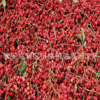 大量批發(fā)麻辣花椒苗 無刺花椒樹 山東花椒苗供應(yīng)基地