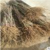 *供應(yīng)占地紫藤樹 爬藤植物 1公分 2 3 4 5 6公分紫藤樹 造型紫藤