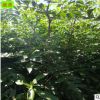 供應重慶九葉青花椒苗 05-1公分規格抗病能力強50cm高花椒苗