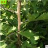 園藝場批發(fā)供應(yīng)綠化苗黃櫨樹苗 綠化工程園林美化黃櫨樹苗