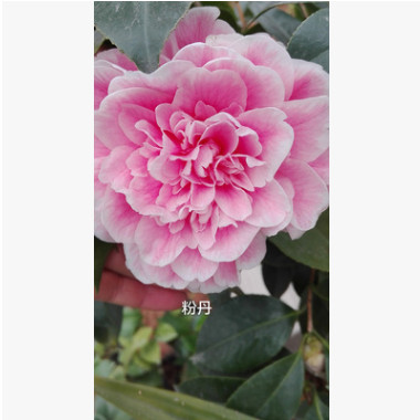 廠家供應(yīng)粉丹 四級(jí)茶花盆栽 茶花樹盆景價(jià)格