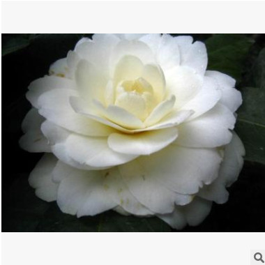 茶花樹 四季茶花 杰作茶花品種苗批發(fā)批發(fā)