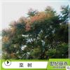苗圃基地供應(yīng) 欒樹(shù) 欒樹(shù)小苗規(guī)格齊全歡迎實(shí)地考察喬木類園林植物