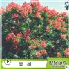 欒樹(shù) 庭院觀賞樹(shù)行道樹(shù)廠家直銷園林綠化工程樹(shù)木 木欒欒華