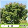 欒樹(shù)苗 胸徑5-25cm綠化苗木 苗圃供應(yīng)樹(shù)苗批發(fā) 黃山欒樹(shù)苗