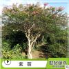 苗圃直銷紫薇紅花 又名百日紅 紅火箭 風(fēng)景樹(shù) 庭蔭樹(shù) 行道樹(shù)