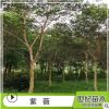 批發(fā)紫薇樹(shù)苗 美國(guó)紫薇 紫薇苗庭院綠化植物 規(guī)格齊全量大優(yōu)紫薇