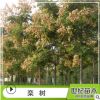欒樹(shù) 胸徑5-25cm綠化苗木 苗圃供應(yīng)樹(shù)苗批發(fā) 黃山欒樹(shù)苗