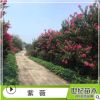 紫薇綠化苗 小葉紫薇 園林綠化 行道樹(shù)綠化 大紅花紫薇小苗