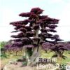 優(yōu)質(zhì)紅繼木批發(fā) 湖南造型紅花繼木樹樁價格 10 15 20公分造型古樹