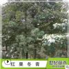 園林基地直銷苗木紅果冬青 紅果冬青樹(shù)苗 紅果冬青山苗