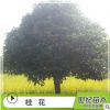 桂花樹(shù)苗 苗圃產(chǎn)地直銷桂花樹(shù) 八月金桂綠化苗木