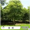 香樟樹(shù)苗 益陽(yáng)香樟基地直銷 各種規(guī)格香樟樹(shù)苗 大量供應(yīng) 行道樹(shù)