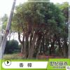 香樟苗 精品香樟樹(shù)苗四季常青 骨架移栽香樟 移栽苗叢生香樟