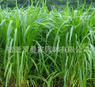 高產(chǎn)高蛋白牧草種子 皇竹草種子 新型黃竹草種子