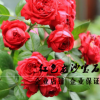 現貨歐月 紅/粉色龍沙寶石 紅/粉龍藤本月季紅龍花卉帶花苞發貨
