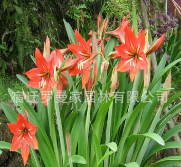 朱頂紅種球 朱頂紅球根 庭院盆栽花卉 當(dāng)年開花 量大優(yōu)惠