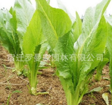 基地直銷 量大優(yōu)惠 優(yōu)質(zhì)牧草種子 苦荬菜種子