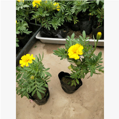 供應(yīng)孔雀草 黃金菊 大花金雞菊 三色堇 長春花 鼠尾草 一串紅