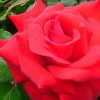 基地批發(fā)銷售大花月季 大紫光 開(kāi)花漂亮 長(zhǎng)得快 四季開(kāi)花