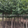 樂昌含笑樹苗批發工程綠化苗木 高桿樂昌含笑小苗 常綠景觀樹