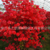映山紅批發杜鵑花苗綠化苗木滿山紅樹苗 庭院觀賞花卉映山紅苗