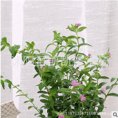 滿天星花苗盆栽花草花卉綠植室內(nèi)客廳辦公室四季開花盆景觀花植物