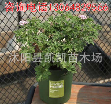 驅(qū)蚊草盆栽 花苗驅(qū)蟲防蚊香草辦公室內(nèi)綠色植物包郵 夏天臥室植物