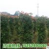 基地直銷紅葉石楠柱 供應優(yōu)質紅葉石楠綠化工程苗木量大從優(yōu)