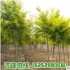 基地批發(fā)嫁接金葉榆樹苗 園林庭院綠化工程苗木金葉榆 耐寒耐旱
