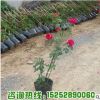 基地批發(fā)銷售歐洲月季花苗 紅龍 小女孩 供應優(yōu)質藤本月季苗量大