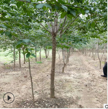 暴馬丁香基地暴馬丁香價格 質(zhì)優(yōu)價廉發(fā)貨快暴馬丁香