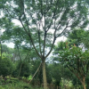 基地種植藍(lán)花楹樹苗15公分 綠化行道樹 風(fēng)景樹基地批發(fā) 綠化工程