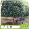批發桂花樹苗 金桂月桂丹桂四季桂沉香桂日香桂朱砂桂
