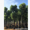 供應(yīng)地苗袋苗骨架香樟樹木本地自家種植銷售園林綠化工程